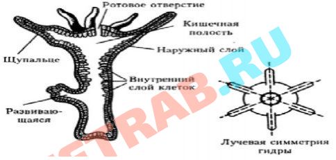 Ссылка на кракен в браузере