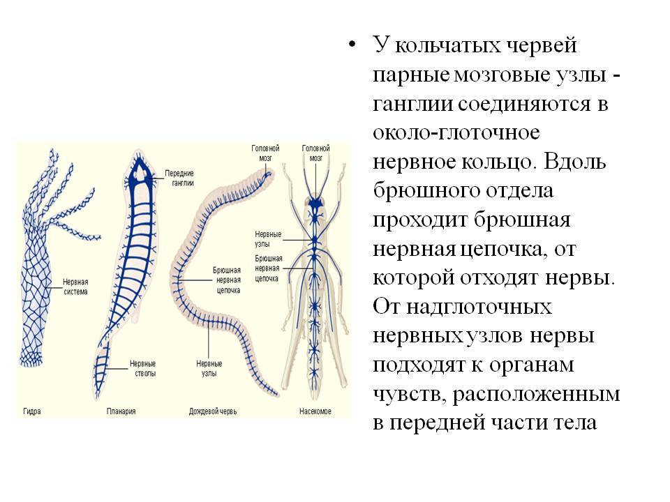 Kraken com зеркало